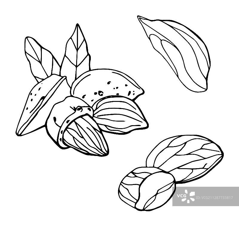 黑白色背景中的杏仁线性草图图片素材