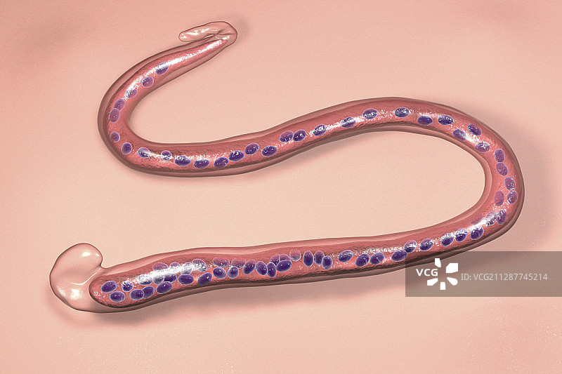 班氏丝虫寄生虫插图图片素材