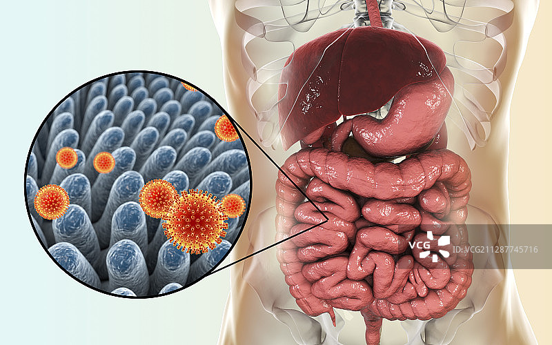 感染肠道的轮状病毒图片素材