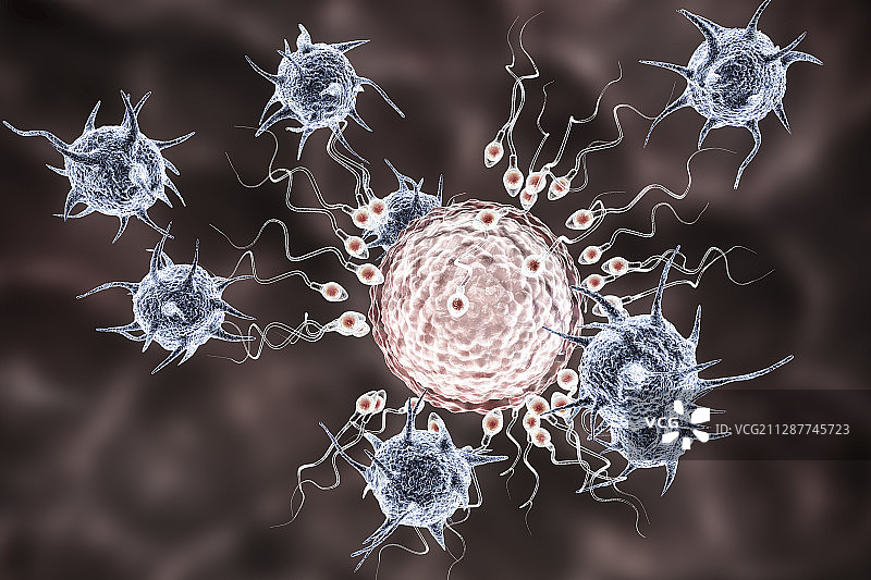 感染导致的不孕症插图图片素材