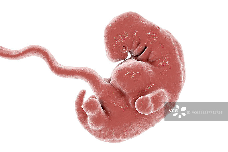 5周大的胚胎，图示图片素材