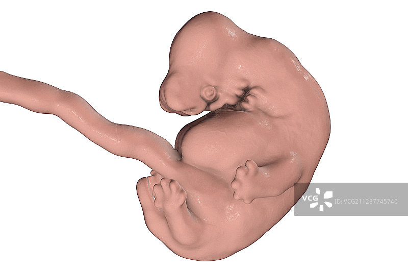 6周大的胚胎，图示图片素材