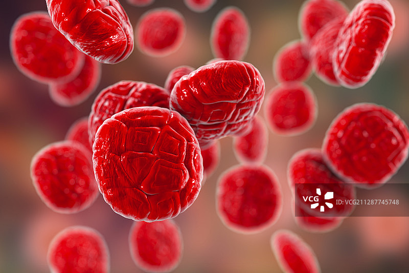 含羞草花的花粉粒插图图片素材