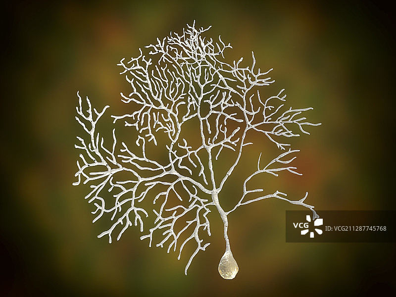 小脑的浦肯野神经细胞图示图片素材