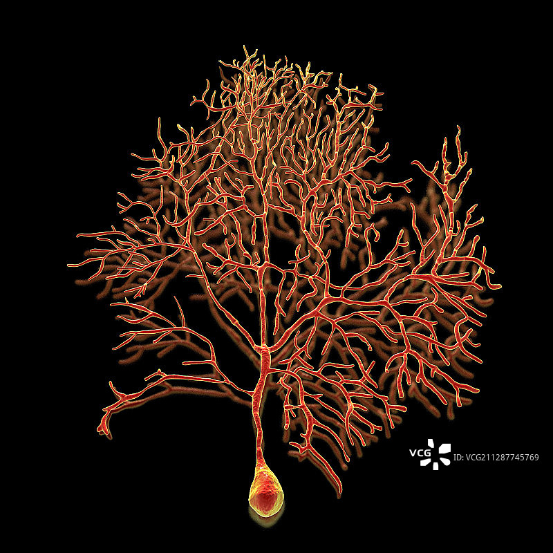 小脑的浦肯野神经细胞图示图片素材