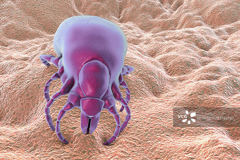 莱姆病蜱虫插图图片素材