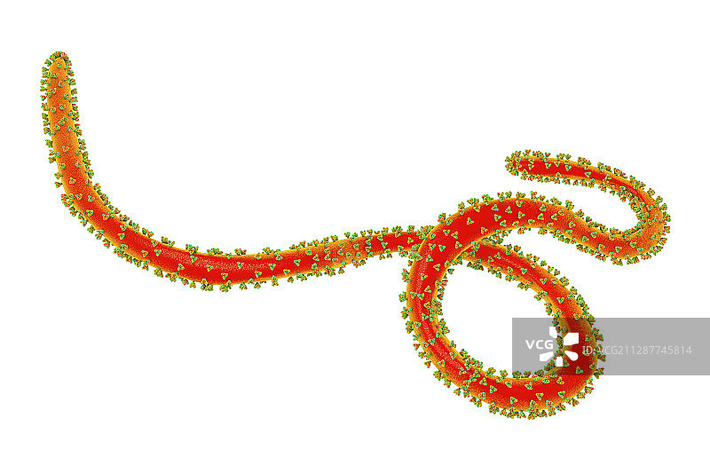 埃博拉病毒示意图图片素材