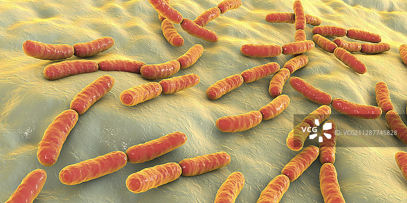 乳酸杆菌图片素材