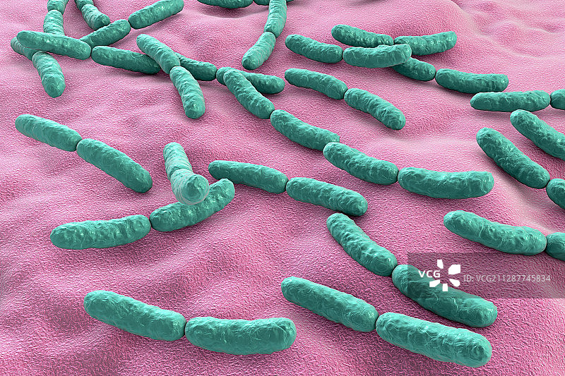 乳酸杆菌图片素材