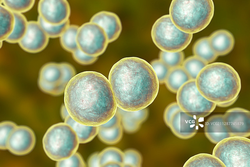 卡他莫拉克斯菌细菌，图示图片素材