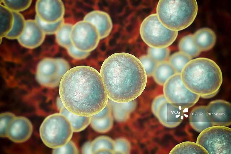 卡他莫拉克斯菌细菌，图示图片素材