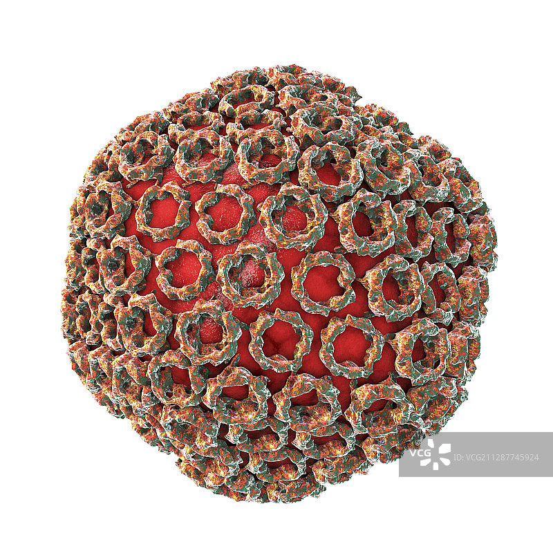 裂谷热病毒颗粒图图片素材
