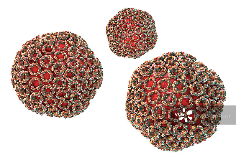 裂谷热病毒颗粒，图示图片素材