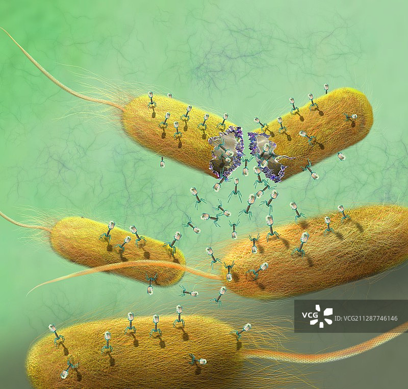 噬菌体离开细菌细胞插图图片素材