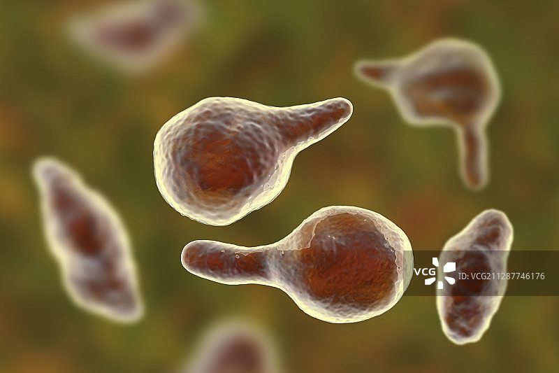 生殖支原体细菌插画图片素材