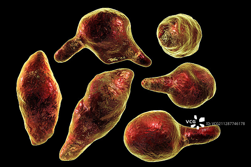 生殖支原体细菌插画图片素材