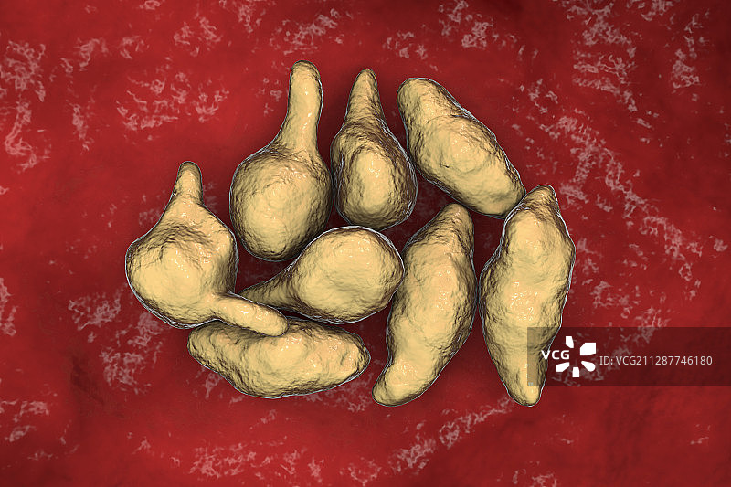 生殖支原体细菌插画图片素材