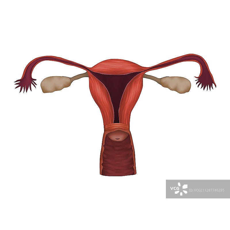 人类子宫，图示图片素材