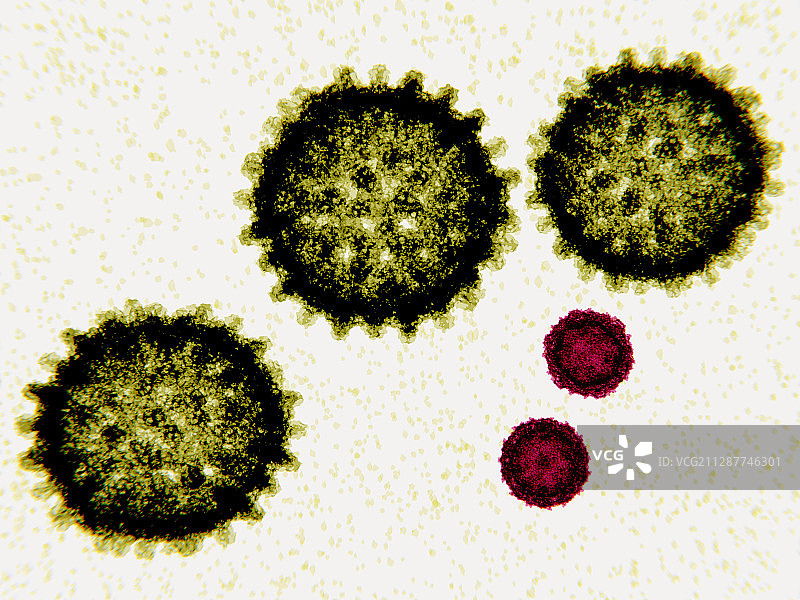丙型肝炎和脊髓灰质炎病毒颗粒图图片素材