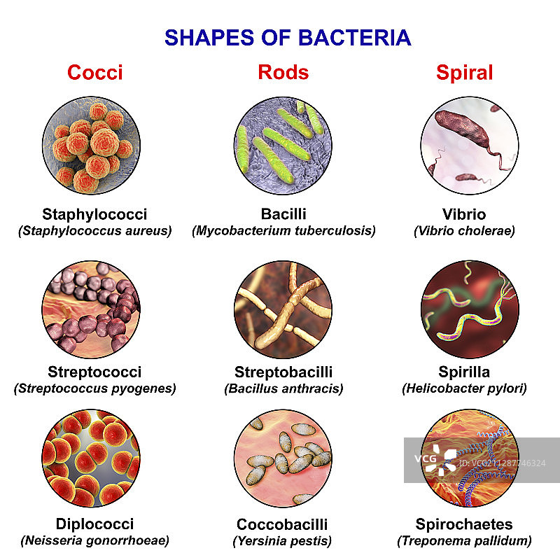 不同形状的细菌插图图片素材