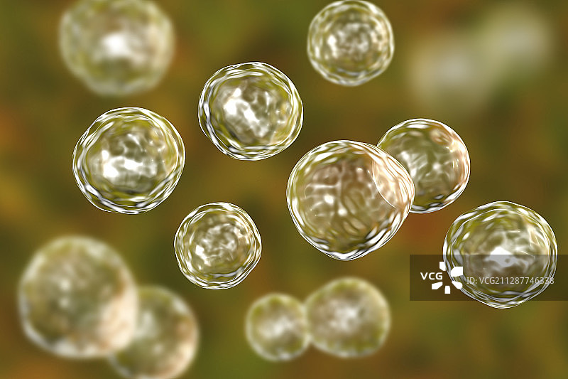 芽生菌真菌插图图片素材