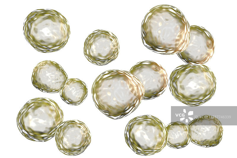 芽生菌真菌插图图片素材