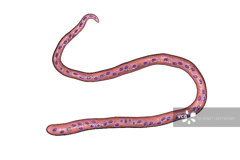 链丝 Mansonella 寄生虫插图图片素材