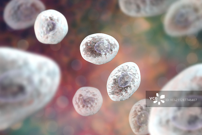 肺孢子菌真菌插图图片素材