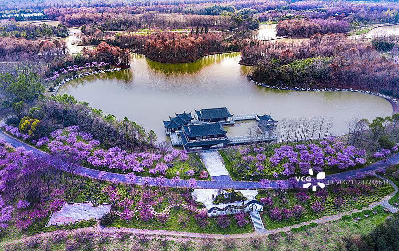 春回大地（上海海湾国家森林公园）图片素材