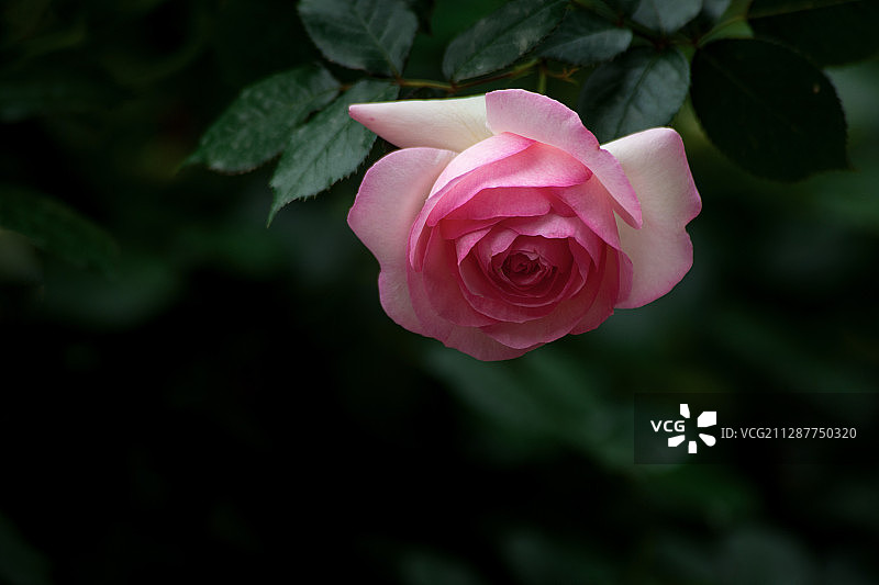 月季花图片素材