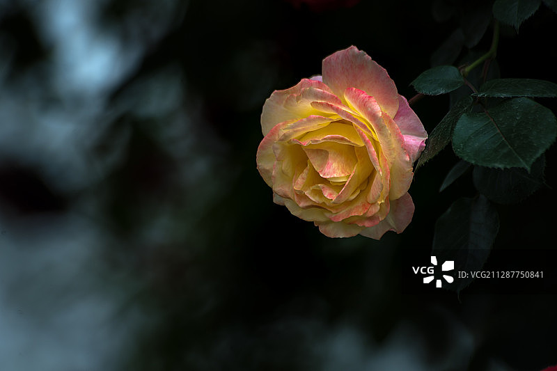 月季花图片素材