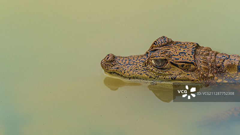 亚马逊鳄鱼图片素材