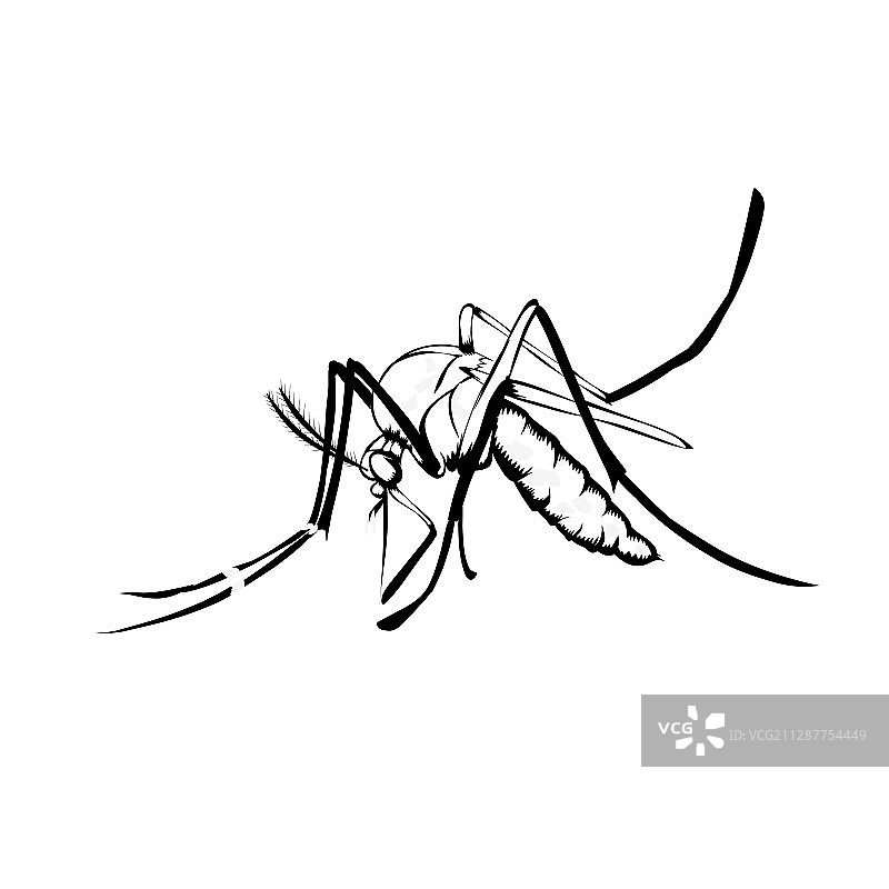 蚊子设计素描图片素材