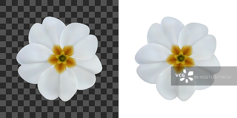 白色背景下的报春花图片素材