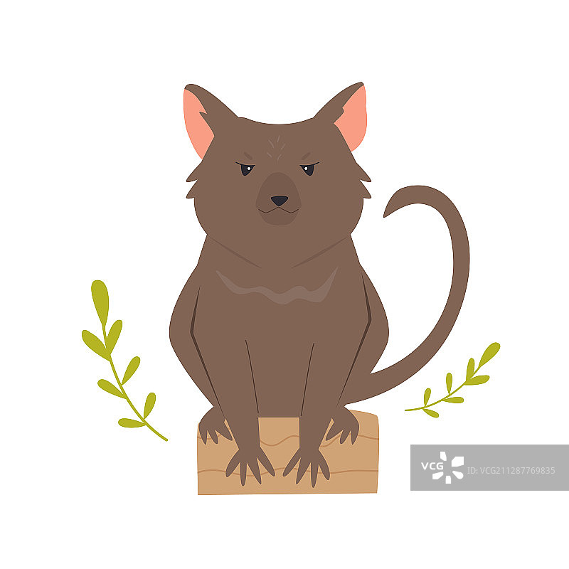 有趣的塔斯马尼亚恶魔，澳大利亚珍稀动物图片素材