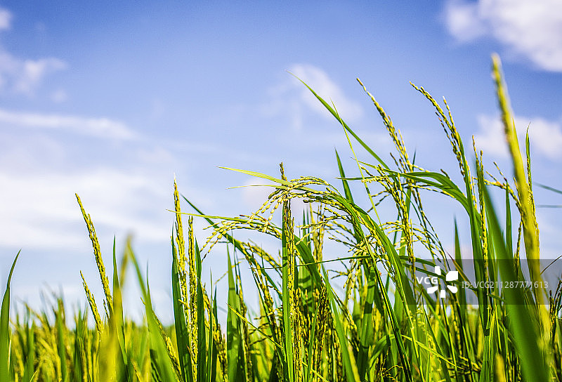 广东省汕尾市海丰县稻田背景图图片素材