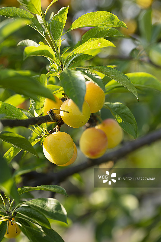 夏天成熟的李子图片素材