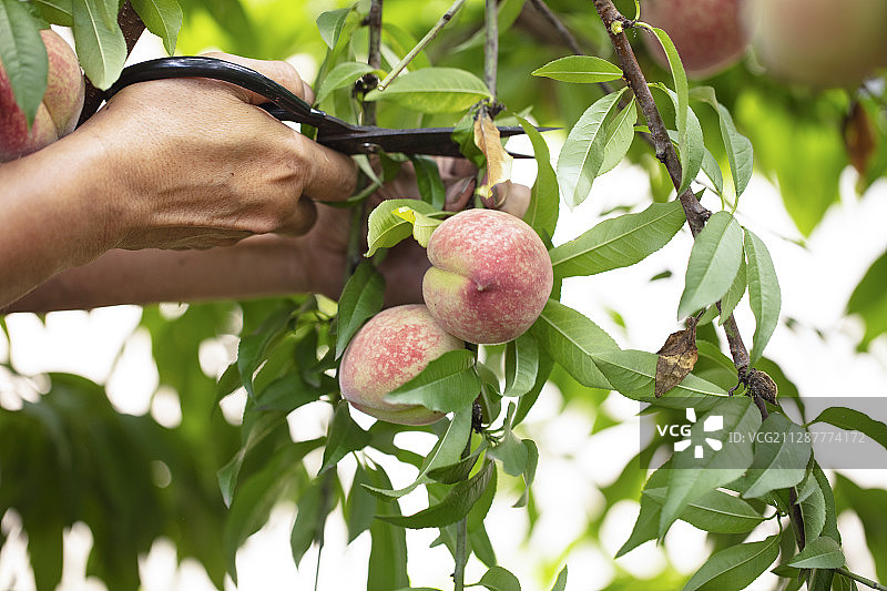 夏天成熟的桃图片素材
