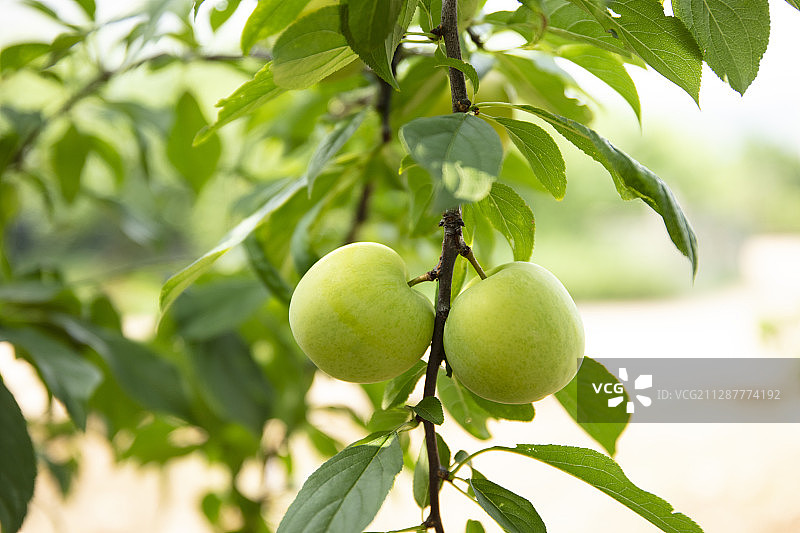 夏天成熟的李子图片素材