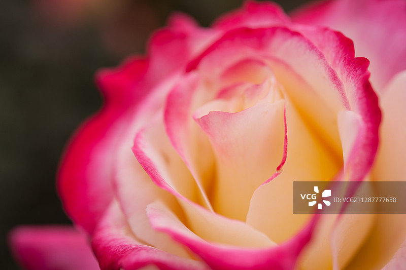 月季花图片素材