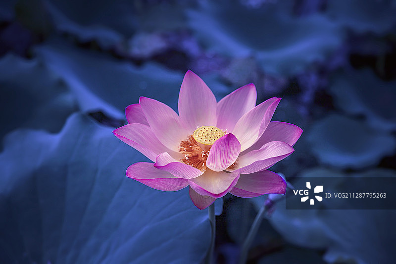 唯美荷花图片素材