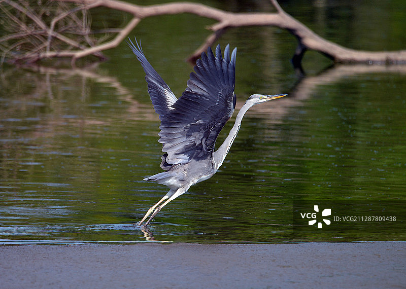 从滩涂起飞的苍鹭图片素材