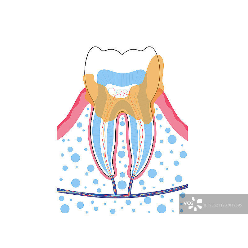 独立牙齿图片素材
