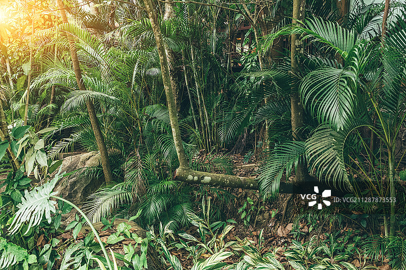 热带雨林图片素材