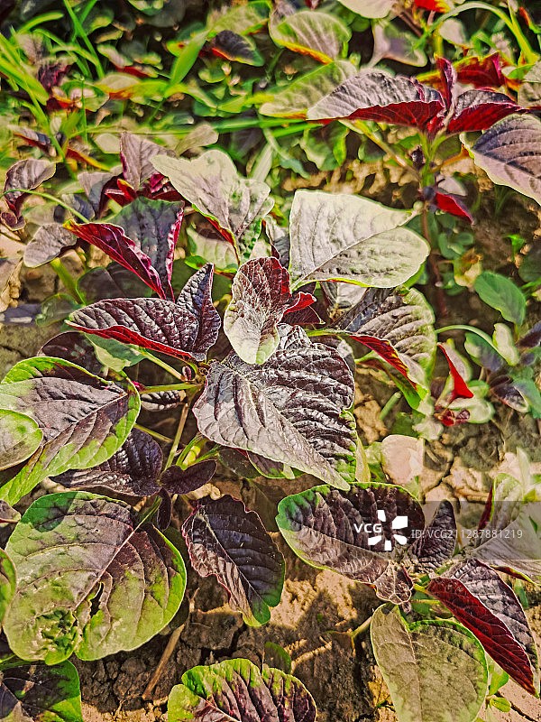 农副产品特写，苋菜图片素材