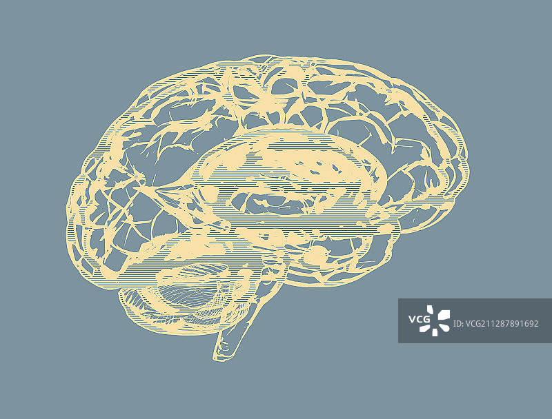 人类大脑、插图图片素材