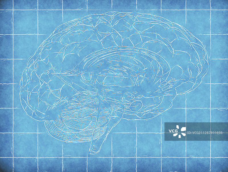 人类大脑、插图图片素材