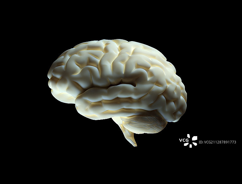 人类大脑、插图图片素材
