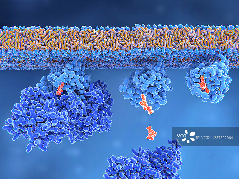 Ras蛋白激活示意图图片素材