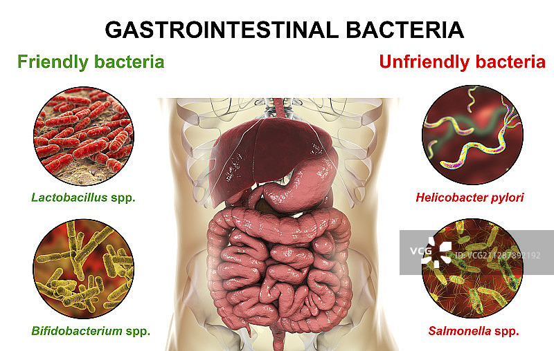 人体肠道中的细菌，图示图片素材